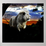 Lion dans la jungle affiches