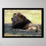 Lion de repos affiches