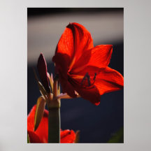 Lion de rouge d'amaryllis posters