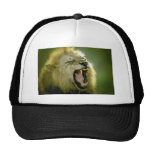 Lion d'hurlement casquettes