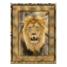 Lion encadré cartes postales