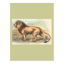 Lion, Felis Lion Carte Postale