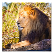Lion méditant photographies