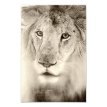 Lion par le verre photographies d’art