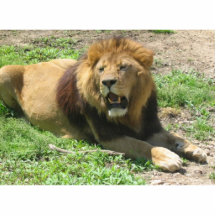 Lion Photo Sculptures