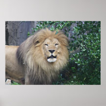 Lion Posters
