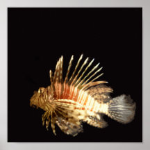 Lionfish dans l'obscurité affiche