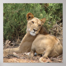Lionne au repos affiche