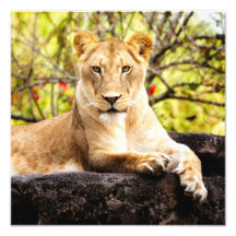 Lionne sur les roches photo sur toile