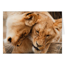 Lions d'amour caressant la faune d'animaux cartes de vœux