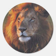 Lions dans les cadeaux et le tee - shirt sauvages adhésif rond