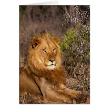 Lions dans les cadeaux et le tee - shirt sauvages carte de vœux