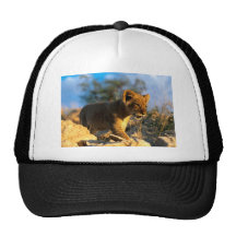 Lions dans les cadeaux et le tee - shirt sauvages casquettes de camionneur