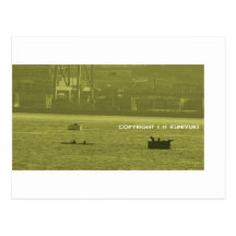 Lions de joint contre des Kayakers Carte Postale