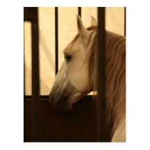 Lipizzan après l'exposition cartes postales