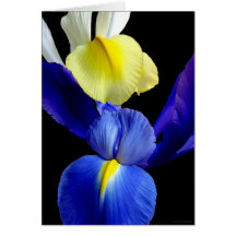 L'iris bleu et jaune fleurit #4b cartes de vœux