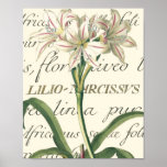 Lis avec le détail calligraphique affiche