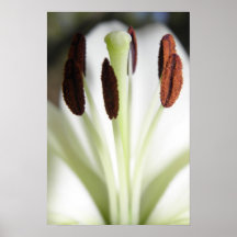 Lis blanc affiches