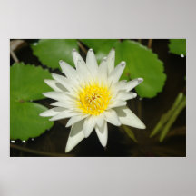 Lis blanc posters
