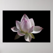 Lis chinois de rose et blanc posters