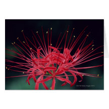 Lis d'araignée rouge cartes de vœux