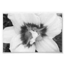 Lis d'épreuve photographique