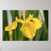 Lis jaune de mouche de dragon ! posters