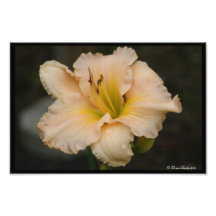 Lis solitaire  tirage photo