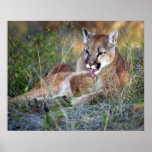 Lisser de puma affiches