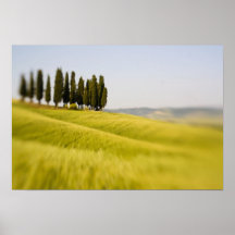 L'Italie Toscane, arbres de Cypress de foyer sélec Posters