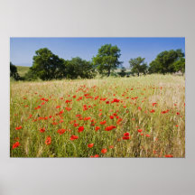 L'Italie, Toscane, pré avec des pavots d'été et Posters