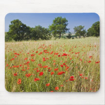 L'Italie, Toscane, pré avec des pavots d'été et Tapis De Souris