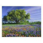 Live Oak et pinceau du Texas, et le Texas Impression Photo