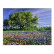 Live Oak et pinceau du Texas, et le Texas Carte Postale