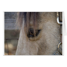 L'oeil du cheval carte de vœux