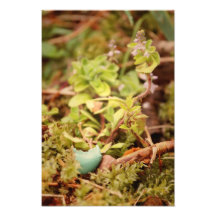 L'oeuf et les fleurs sauvages de Robin Photos D’art