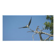 L'oiseau effectue le vol, San Blas Mexique Cartes De Vœux Avec Photo