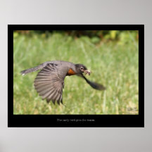 L'oiseau tôt obtient le ver posters