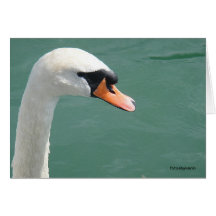 Look a like swan, carte de salutation, en blanc