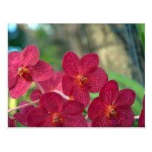 L'orchidée fait face à des cartes postales