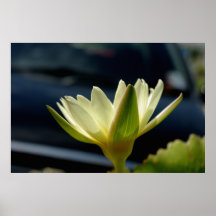 Lotus blanc posters