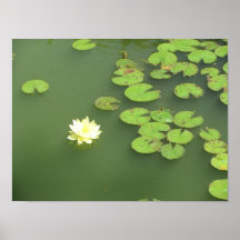Lotus et Lillypads Affiches