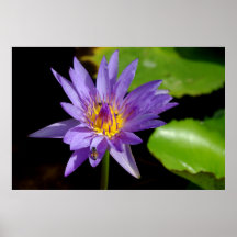 Lotus pourpre affiche