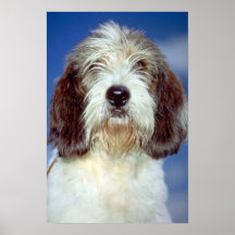 Louis, """" petit Basset Griffon de Vendeen Posters