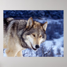 Loup 2 d'hiver affiches