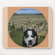 Loup affamé avec des moutons tapis de souris