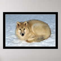Loup arctique de photo (loup polaire, loup blanc) affiche
