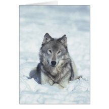 Loup Cartes De Vœux