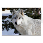 loup cartes de vœux