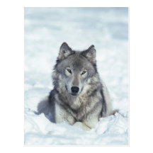 Loup Cartes Postales